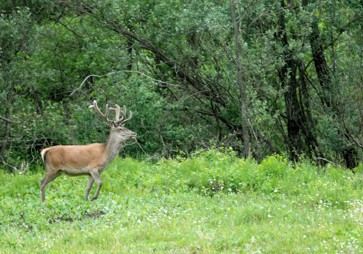 PASSIONE PER IL CERVO